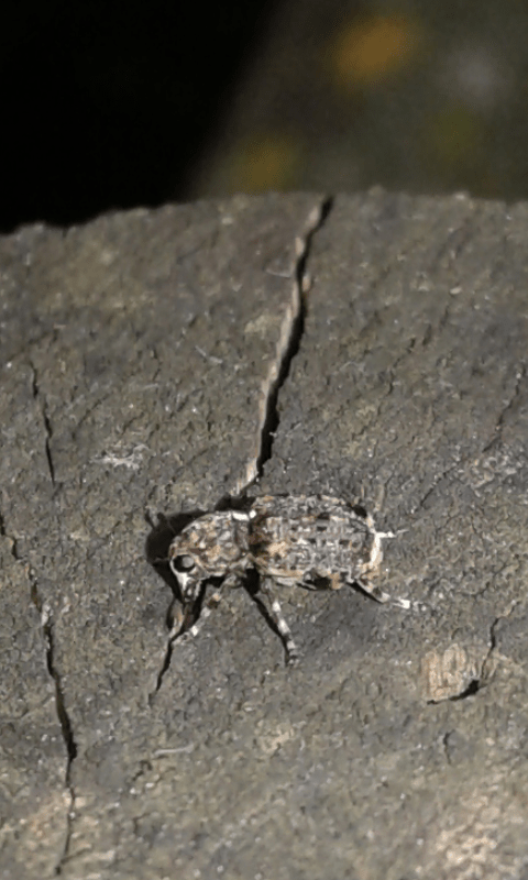 Anthribidae: Dissoleucas niveirostris? S.